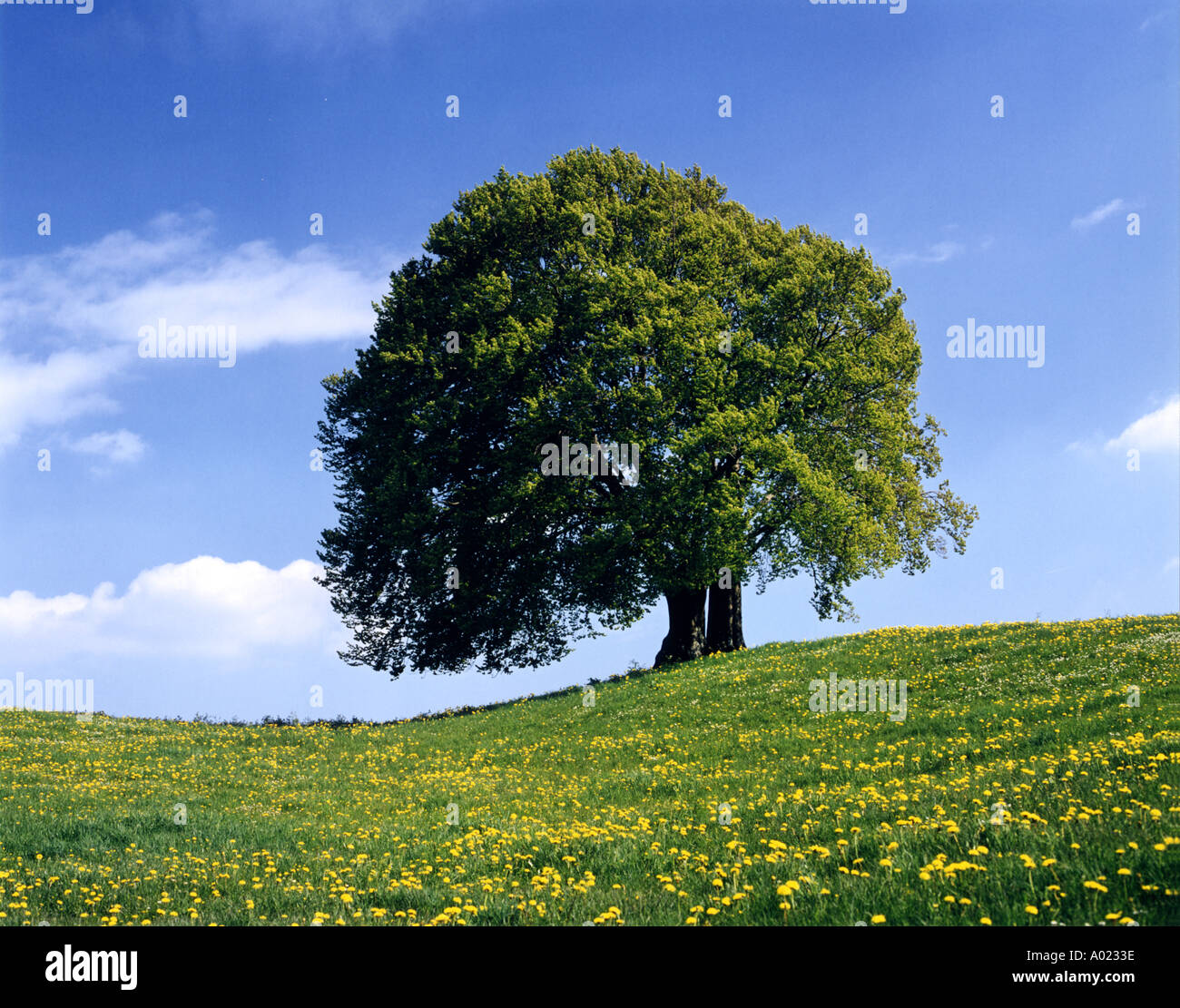 My Image 10