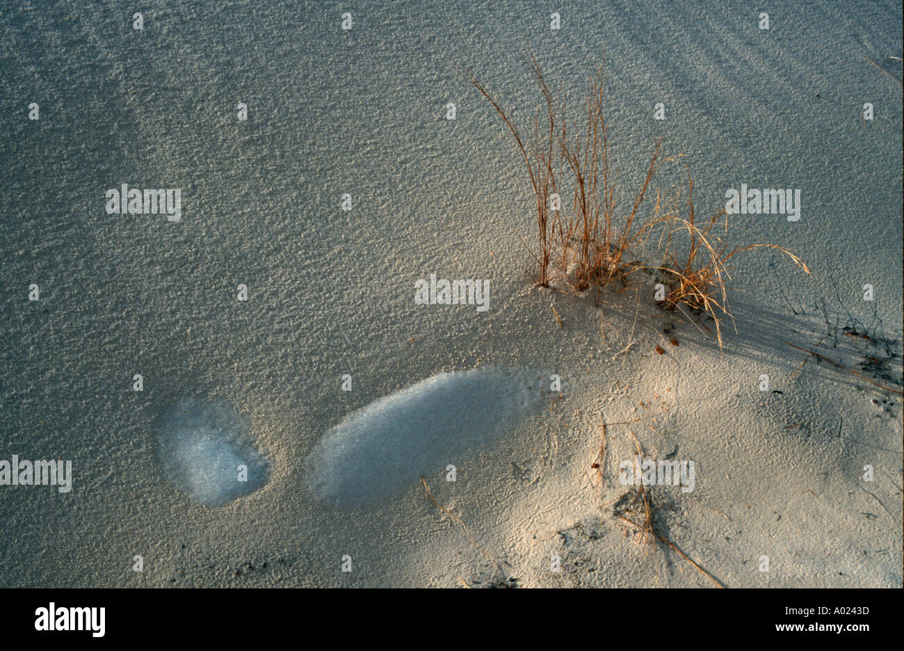 Grass and Ice Stock Photo Alamy