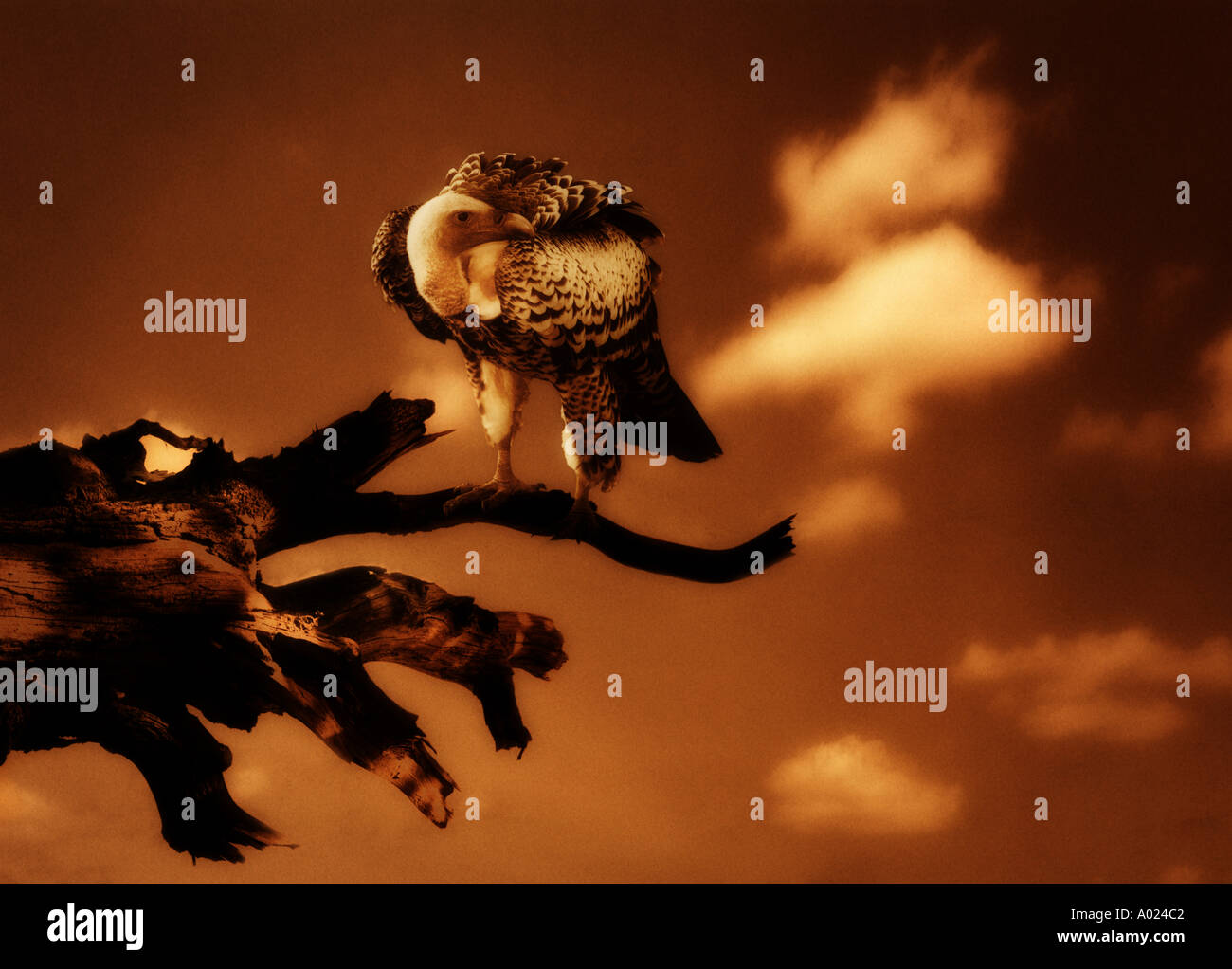 Vulture Stock Photo