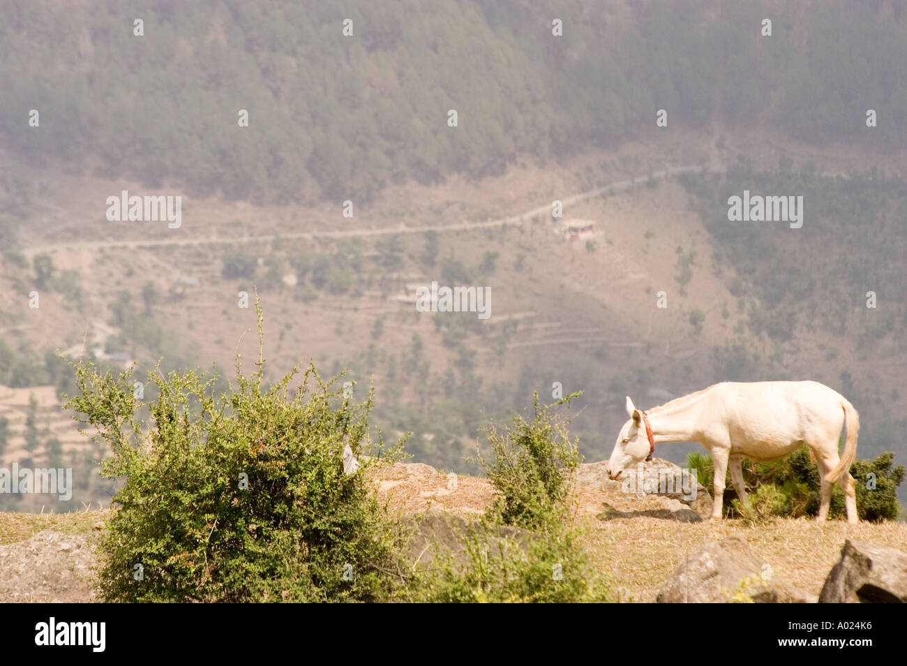 Bird eye view of Himalayan white horse walking on the hill Rewalsar near mandi Himachal Prades India Stock Photo