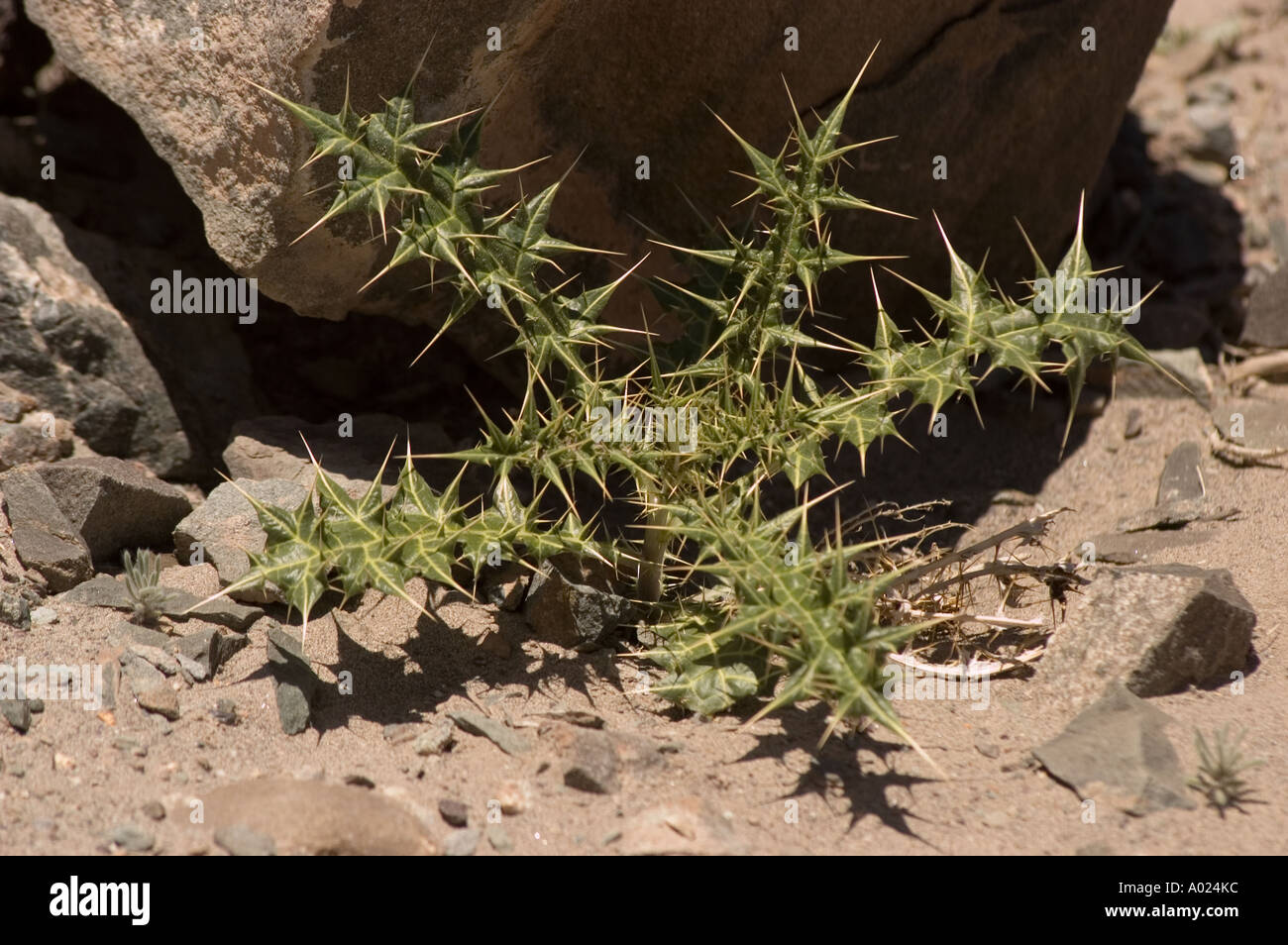 High altitude plants growing on the bank of Indus river near Zanskar