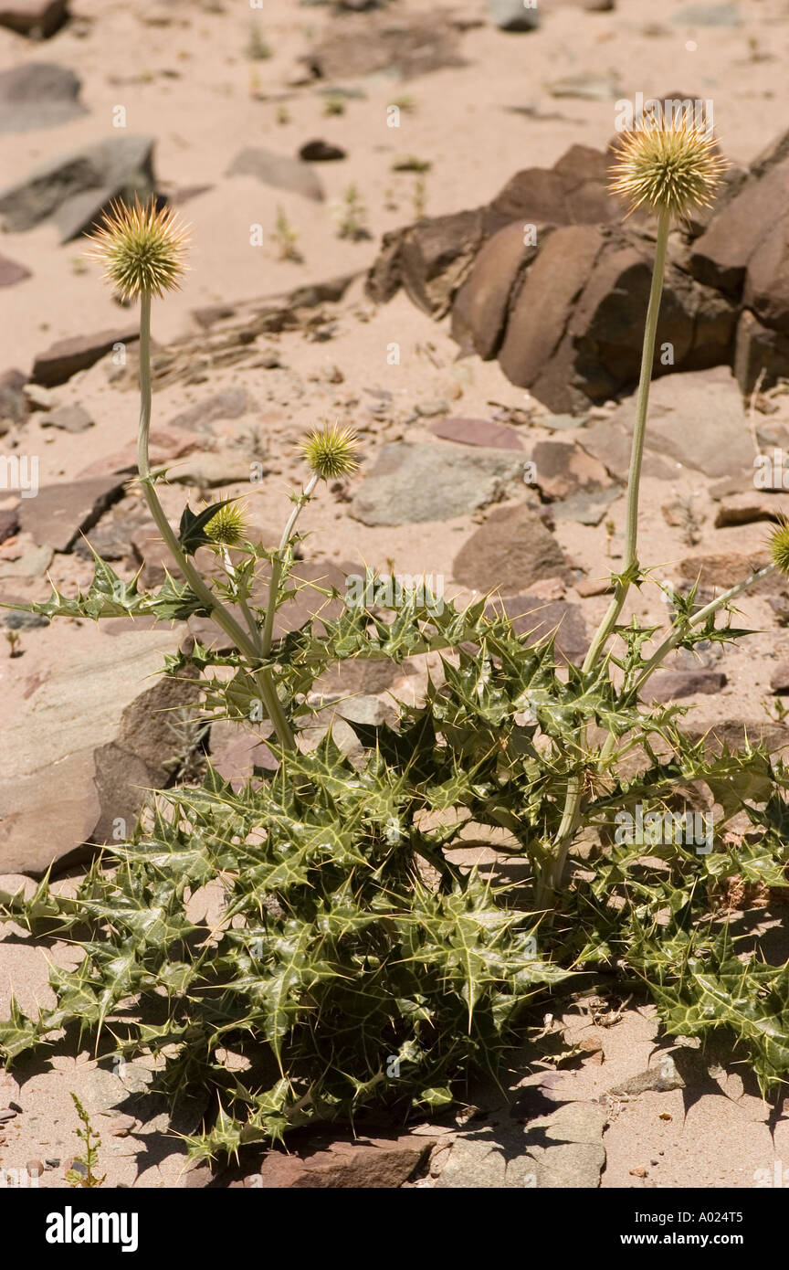 High altitude plants growing on the bank of Indus river near Zanskar