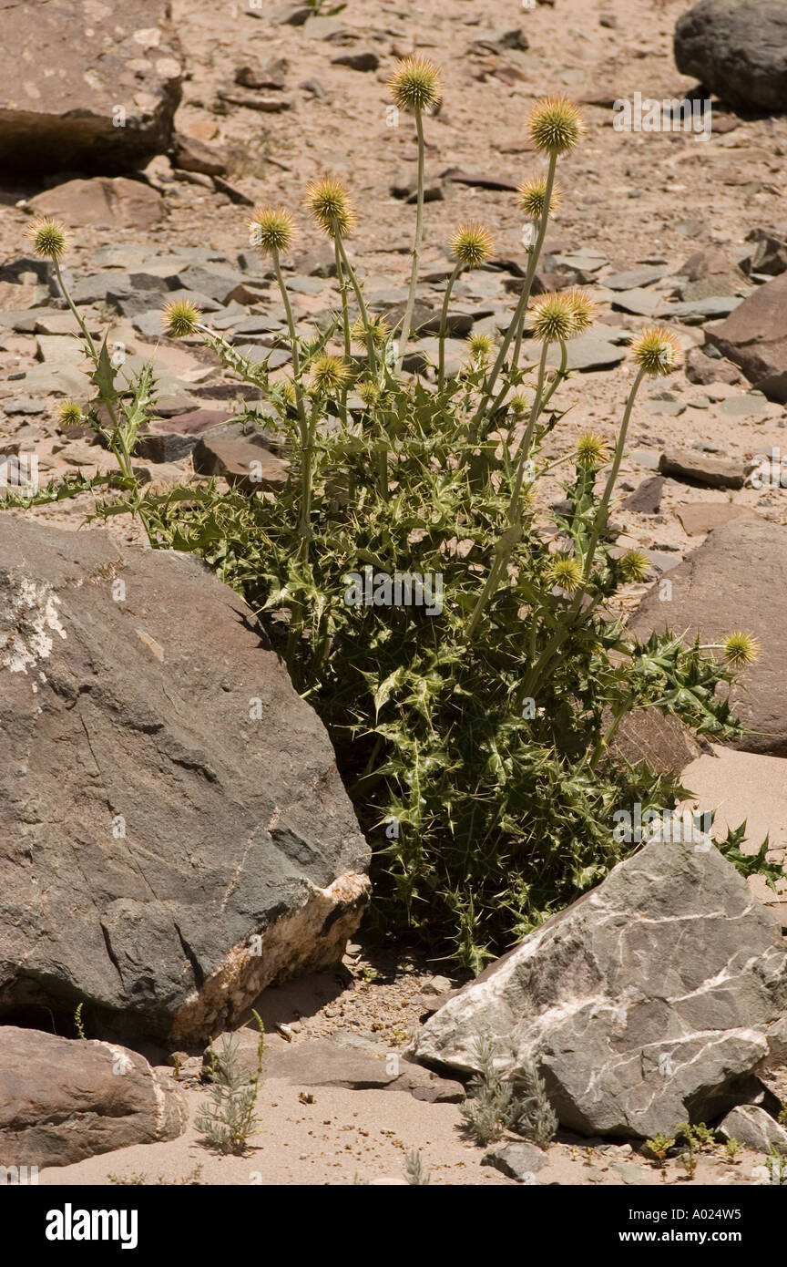 High altitude plants growing on the bank of Indus river near Zanskar