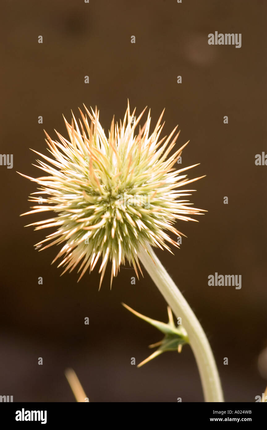 High altitude plants growing on the bank of Indus river near Zanskar