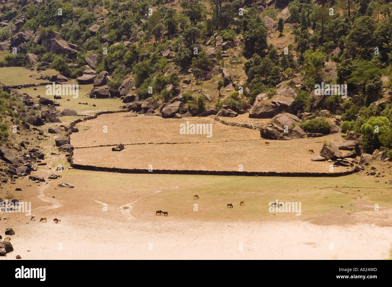 Bird eye view of Himalayan pasture with small cows and ruggedmountains Rewalsar near mandi Himachal Prades India Stock Photo