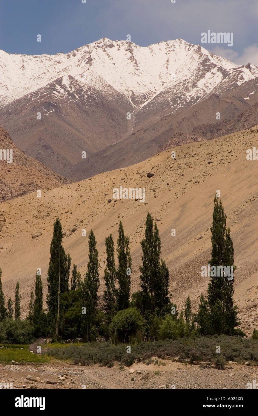 Poplar trees on bank of Indus river in Phyang village with snow capped