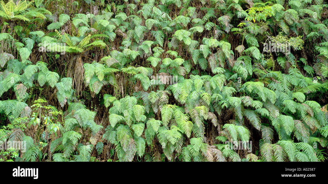 Blechnum capense fern bank New Zealand soutwest natural heritage area Stock Photo