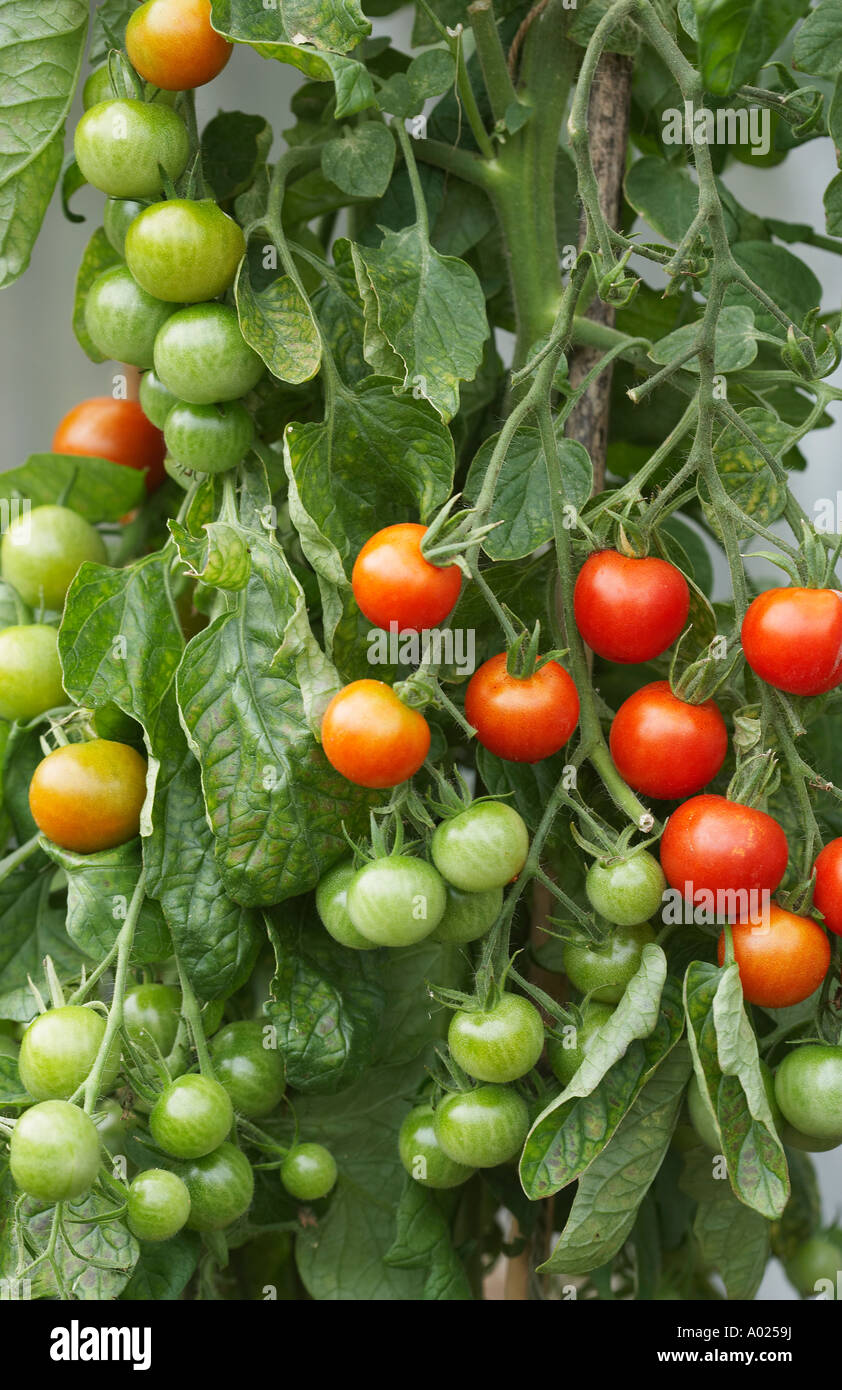 Ripening Tomato Plant Stock Photo