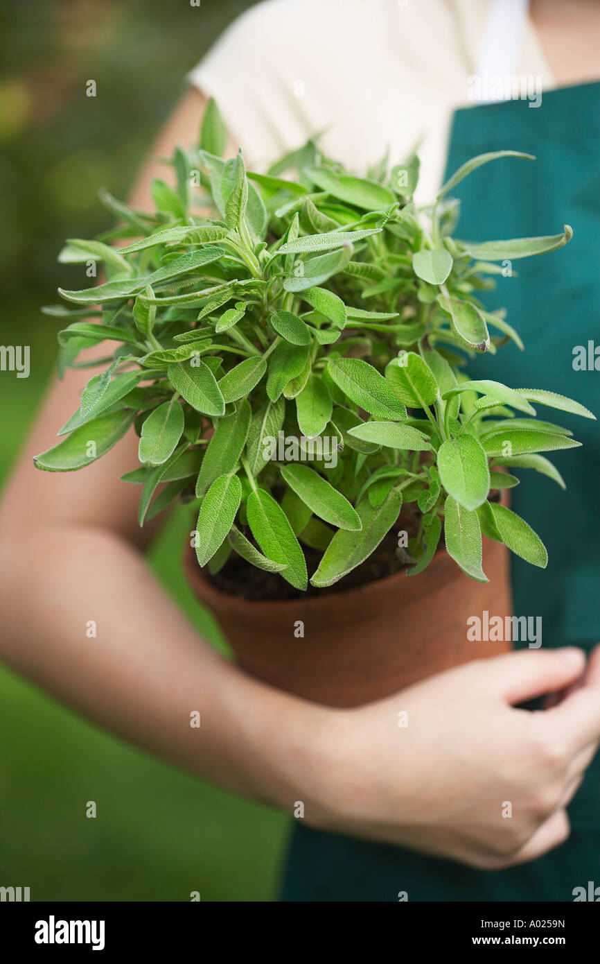 Woman Holding Potted Plant Stock Photo - Alamy