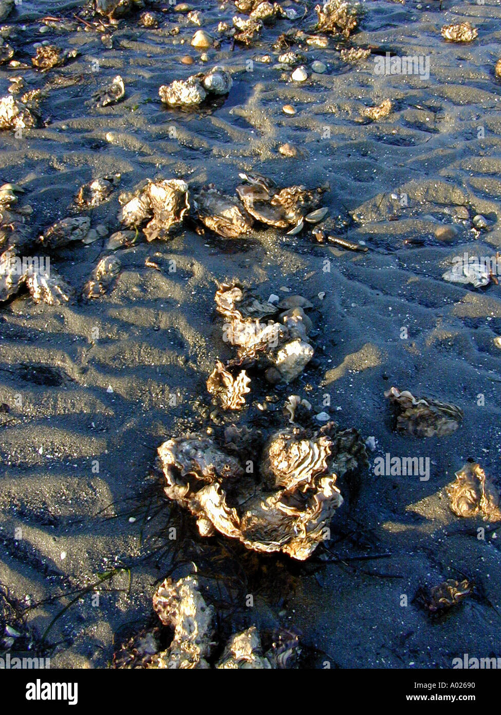 Oysters hood canal hires stock photography and images Alamy