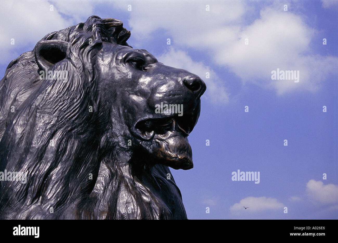 Lion in Trafalgar Square Stock Photo