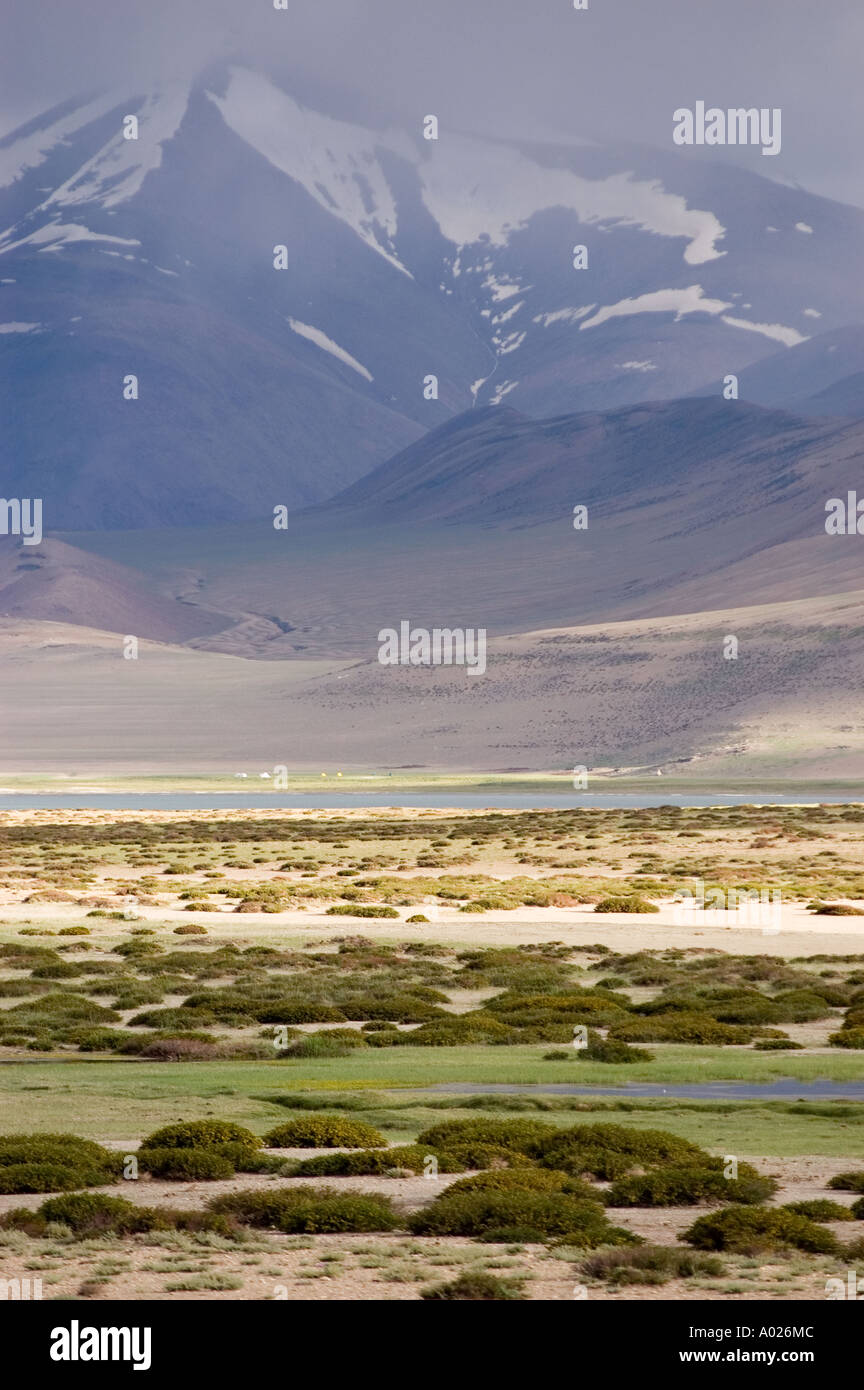 High altitude plants growing near Tso Kar brakish lake Ladakh Jammu
