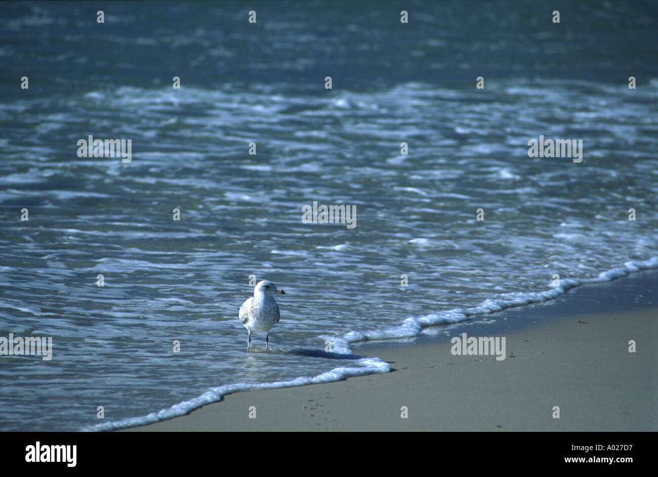 Seagull on Fire Island Beach, Smith Point County Park, Long Island New York State USA Stock Photo