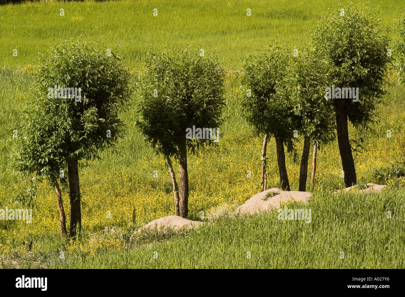 Vegetation india trees grass hi-res stock photography and images - Alamy