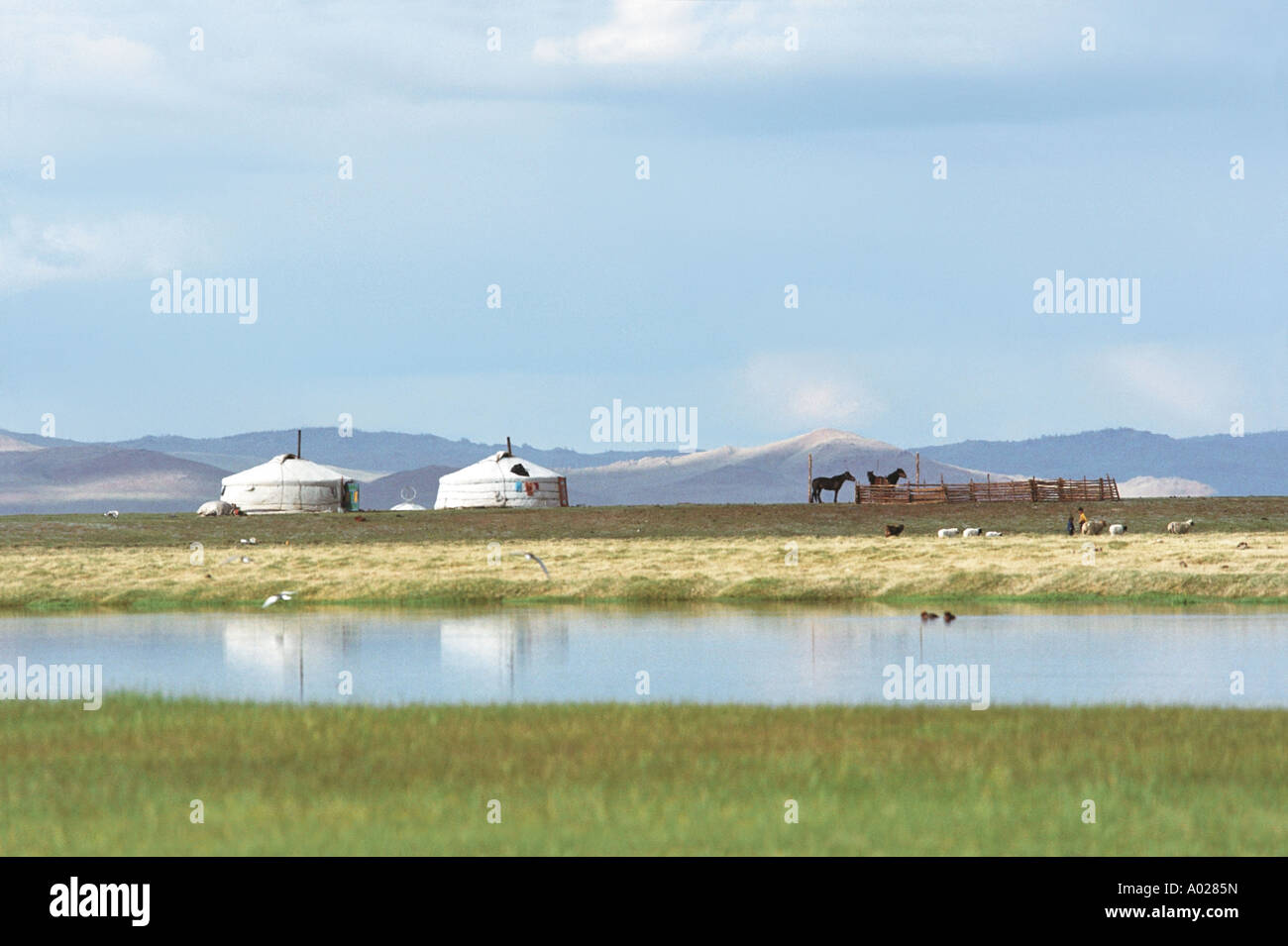 Traditional Mongolian dwellings yurt. Tesiin Gol (Tes River) valley. Khuvsgul aimag (province). North Mongolia Stock Photo