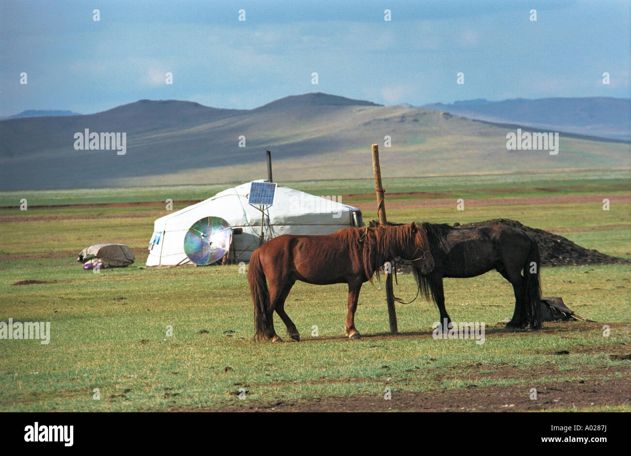 Two horses near traditional Mongolian dwelling yurt. Tesiin Gol (Tes River) valley. Khuvsgul aimag (province). North Mongolia Stock Photo
