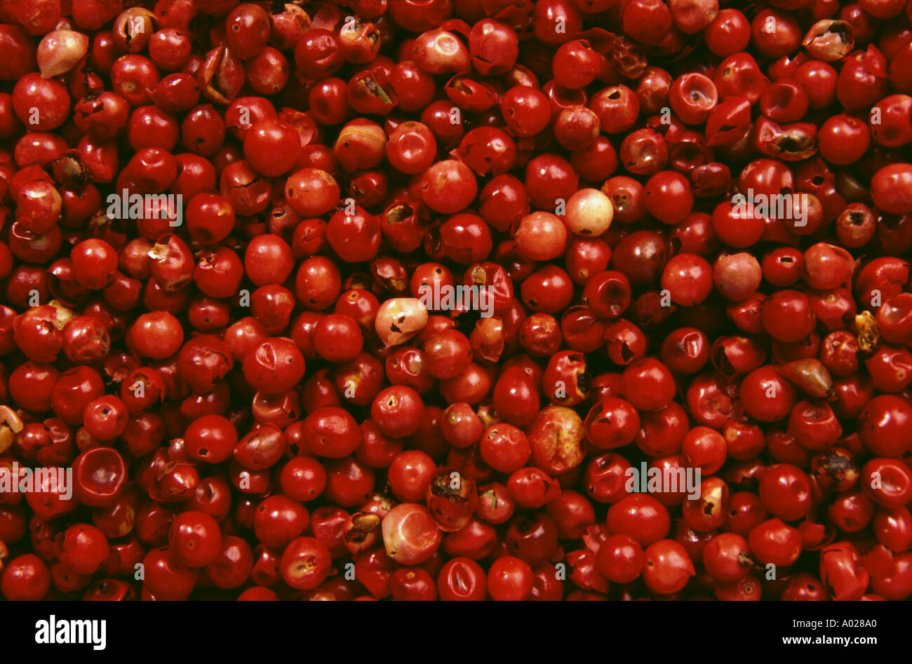 Red peppers Schinus terebinthifolius brazil pepper spice and medicinal ...