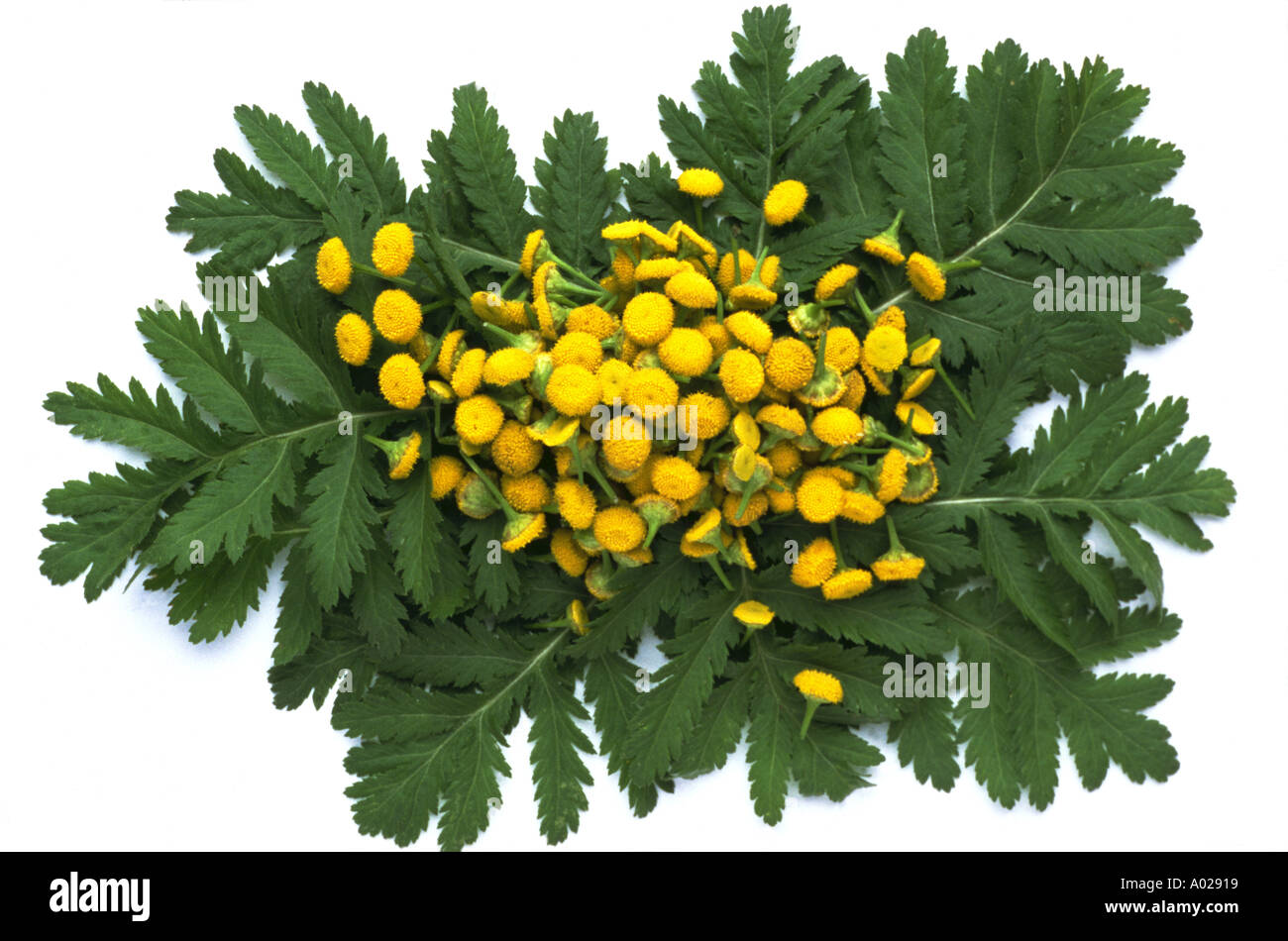 Tansy tanecetum vulgare Rainfarn medicinal plant Stock Photo