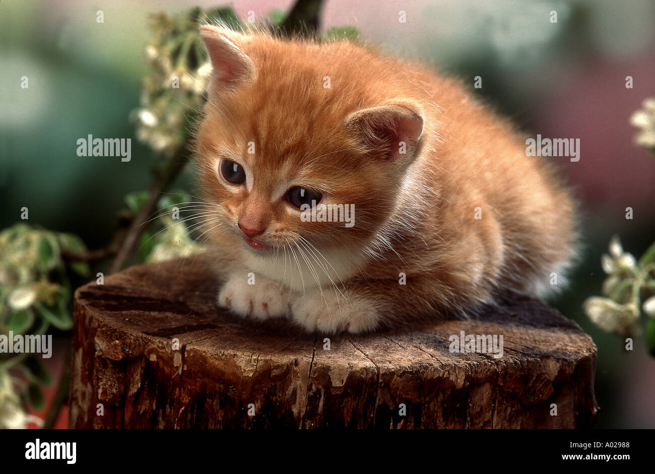 CAT KITTEN TREE FLORAL Stock Photo - Alamy