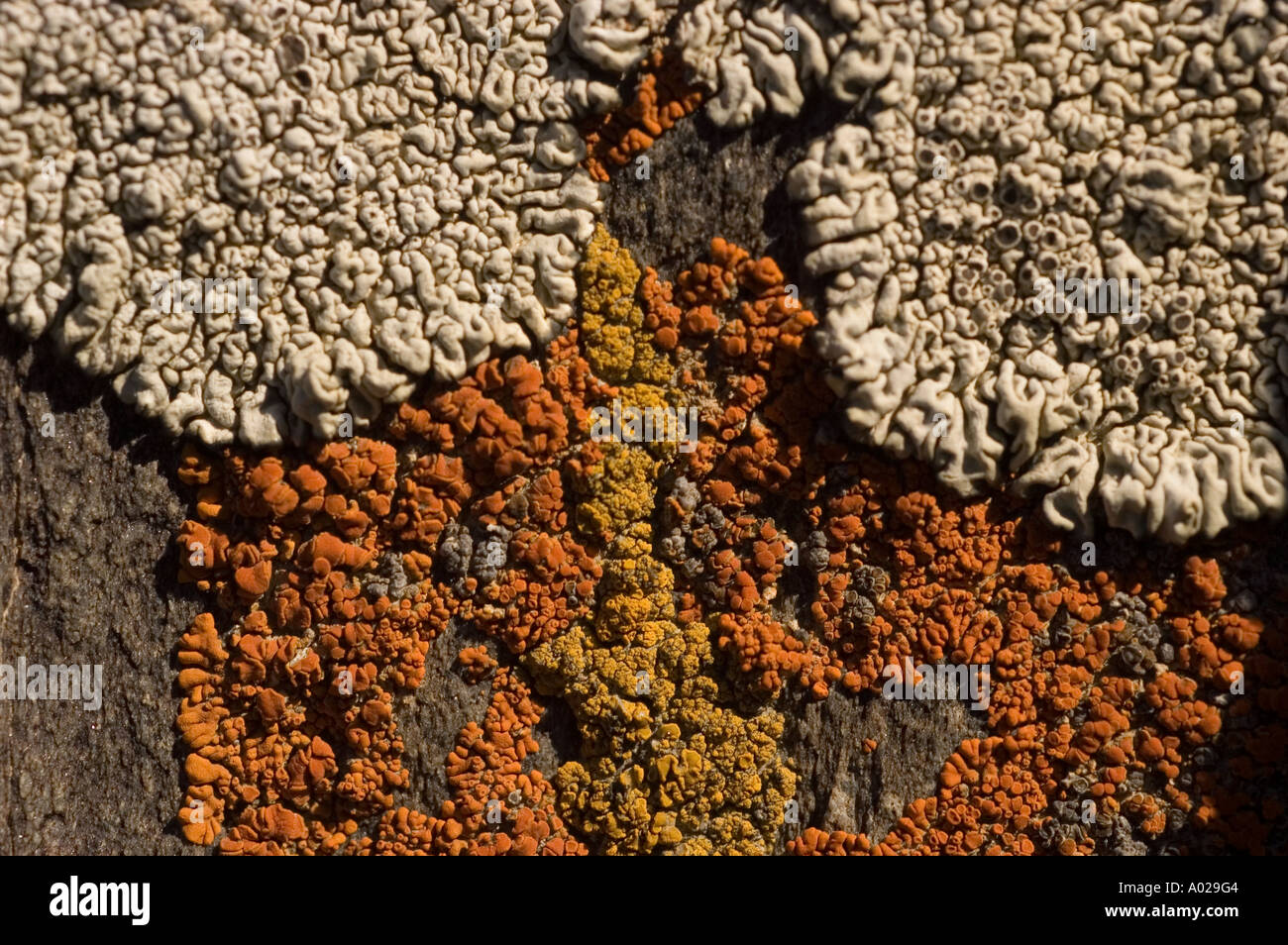 Crustose Foliose and crustose lichens growing on the rock in Zanskar valley ...