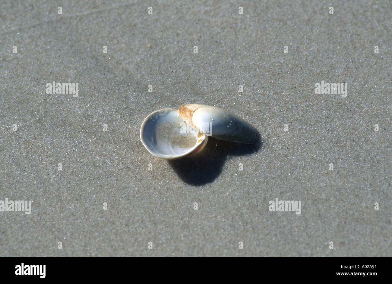 Shell on Fire Island Beach, Smith Point County Park, Long Island New York State USA Stock Photo