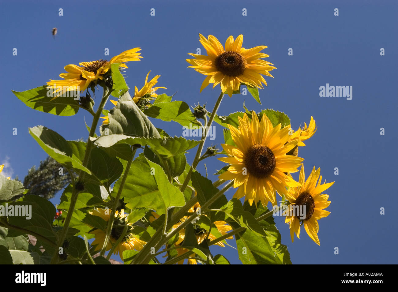 Sunflowers with flying bee in Dha Hanu village with blue sky Indus ...