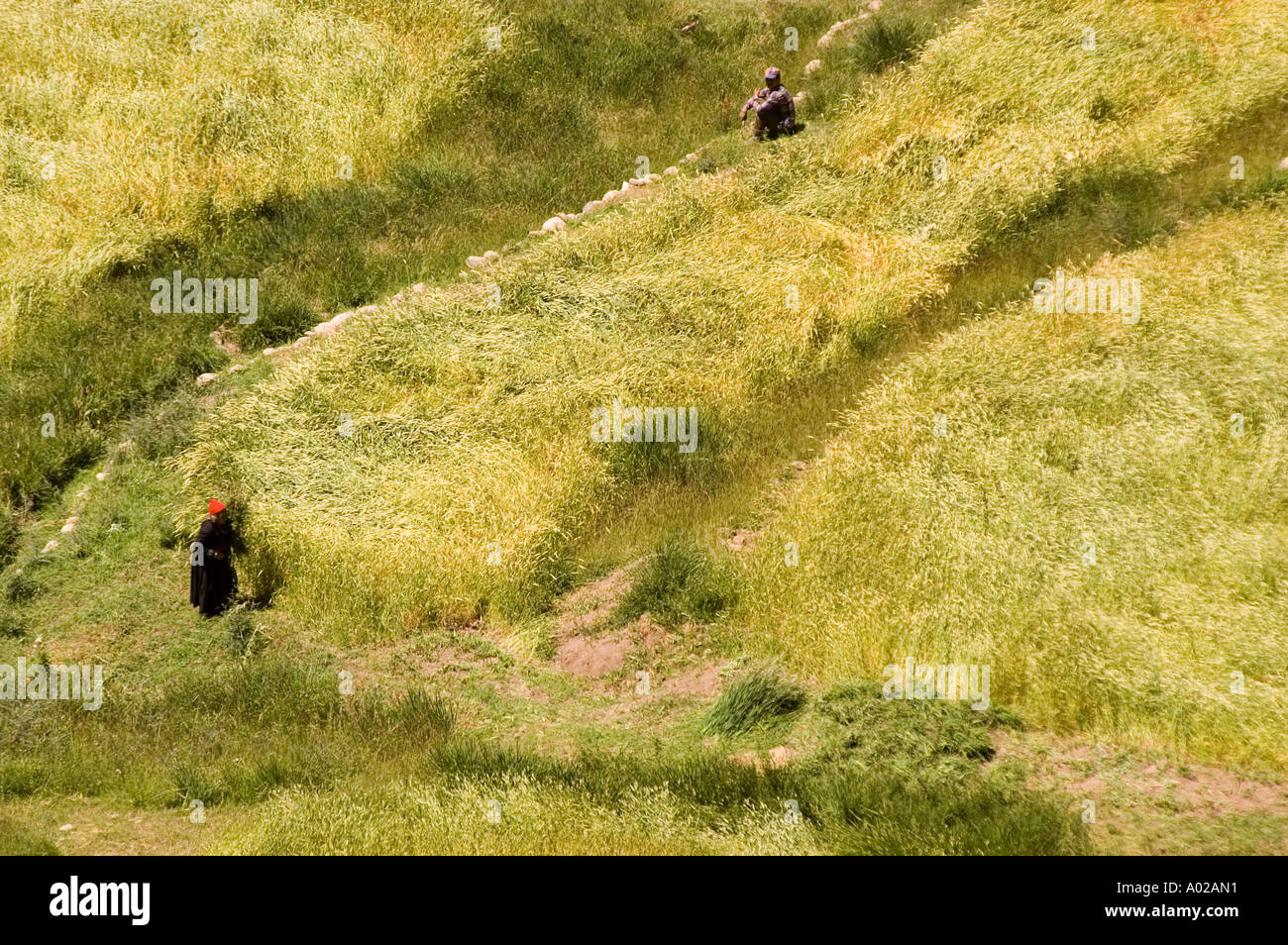 Bird eye view of farmers working in green tellow field in Basgo village Ladakh India Stock Photo