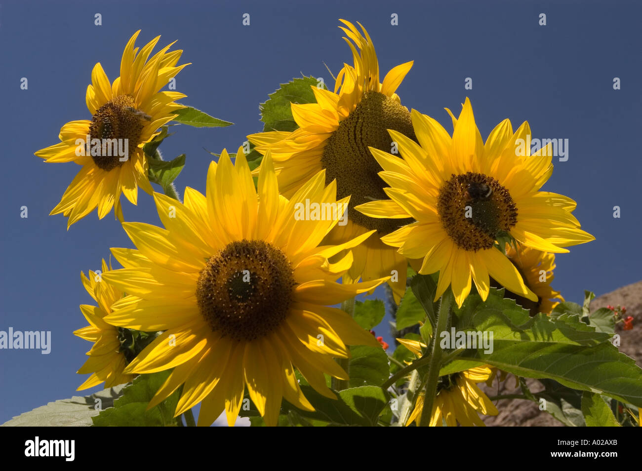 Sunflowers in Dha Hanu village with blue sky Indus valley Ladakh ...