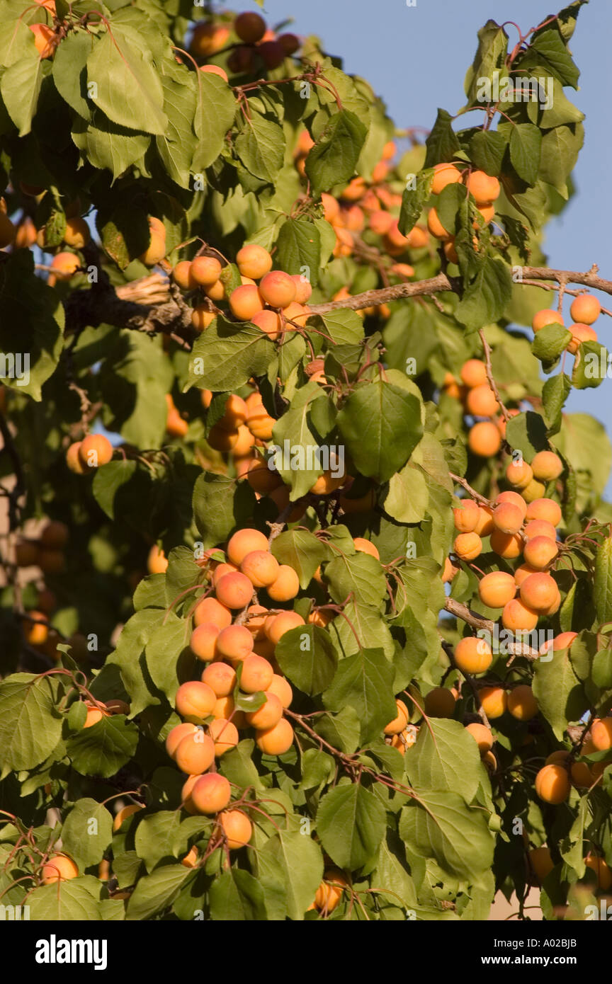Branch with lot of yellow apricot fruits popular in Ladakh Kashmir