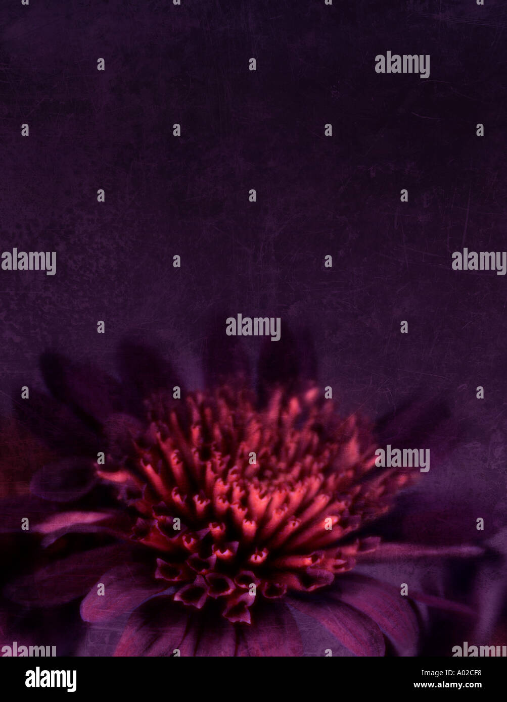 Plant fine art hi-res stock photography and images - Alamy