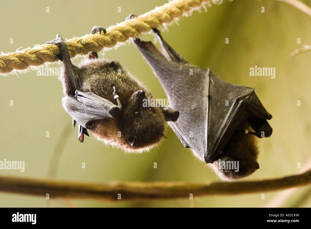 Pair of fruit bats hanging upside down from a rope Stock Photo Alamy