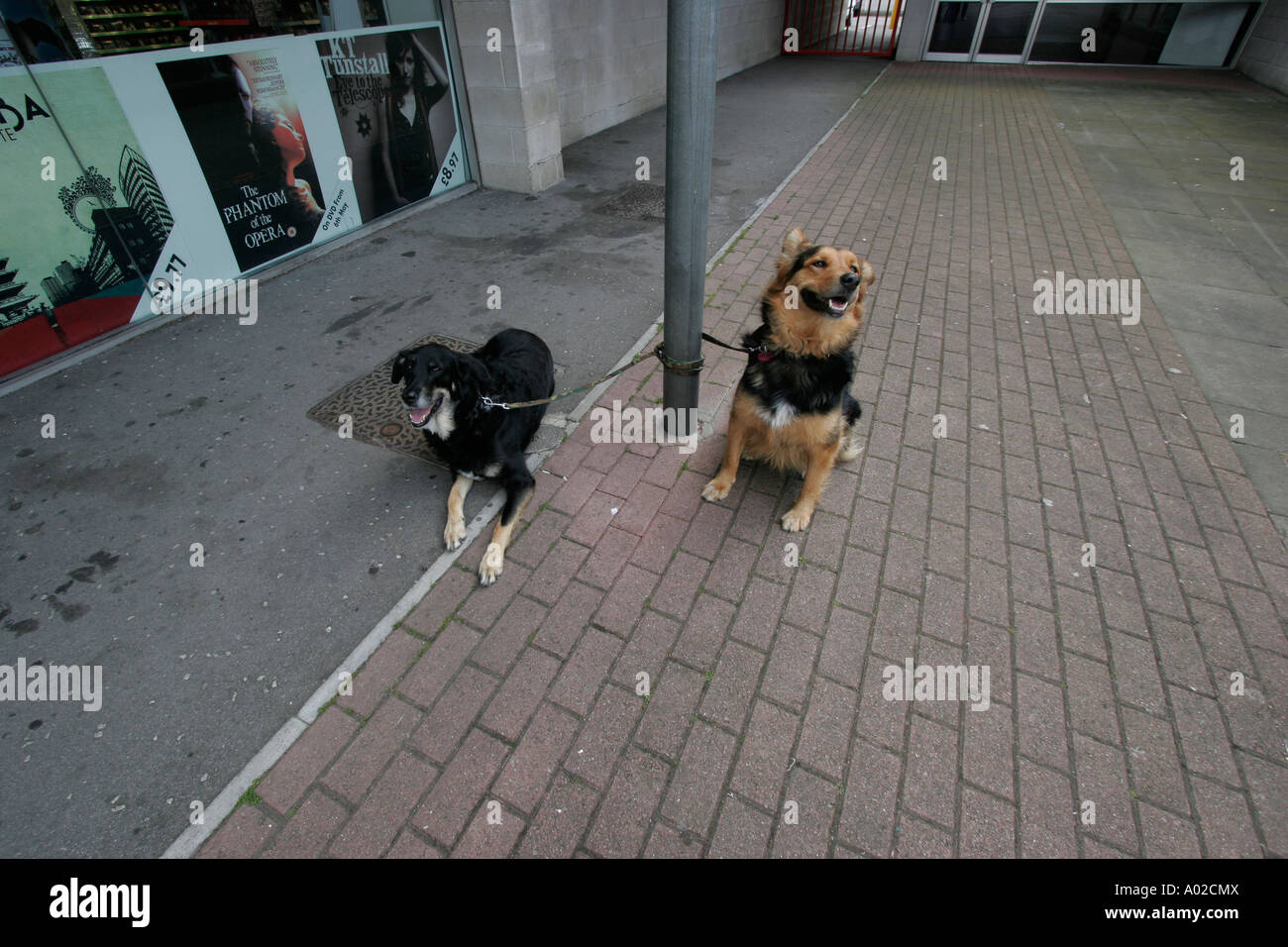 Dogs tied up and faithfully awaiting the return of their master Stock