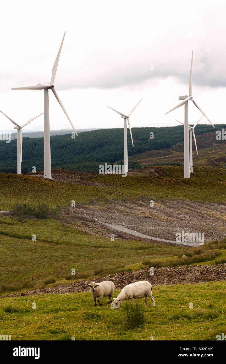 sheep grazing in front of the turbines of Cefn Croes windfarm ceredigion wales UK Stock Photo