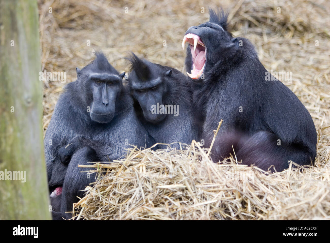 Sulawesi macaques Stock Photo