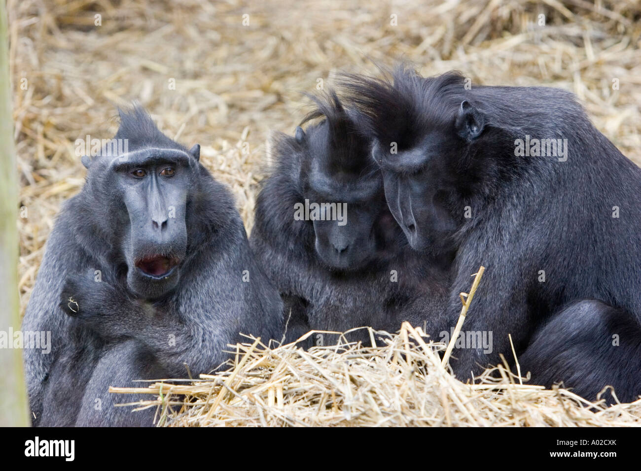 Sulawesi macaques Stock Photo