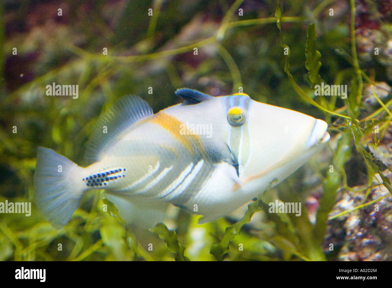 Picasso triggerfish in an aquarium Stock Photo