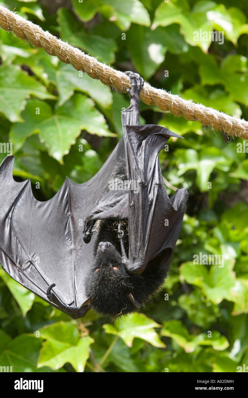 Fruit bat hanging upside down from a rope Stock Photo Alamy
