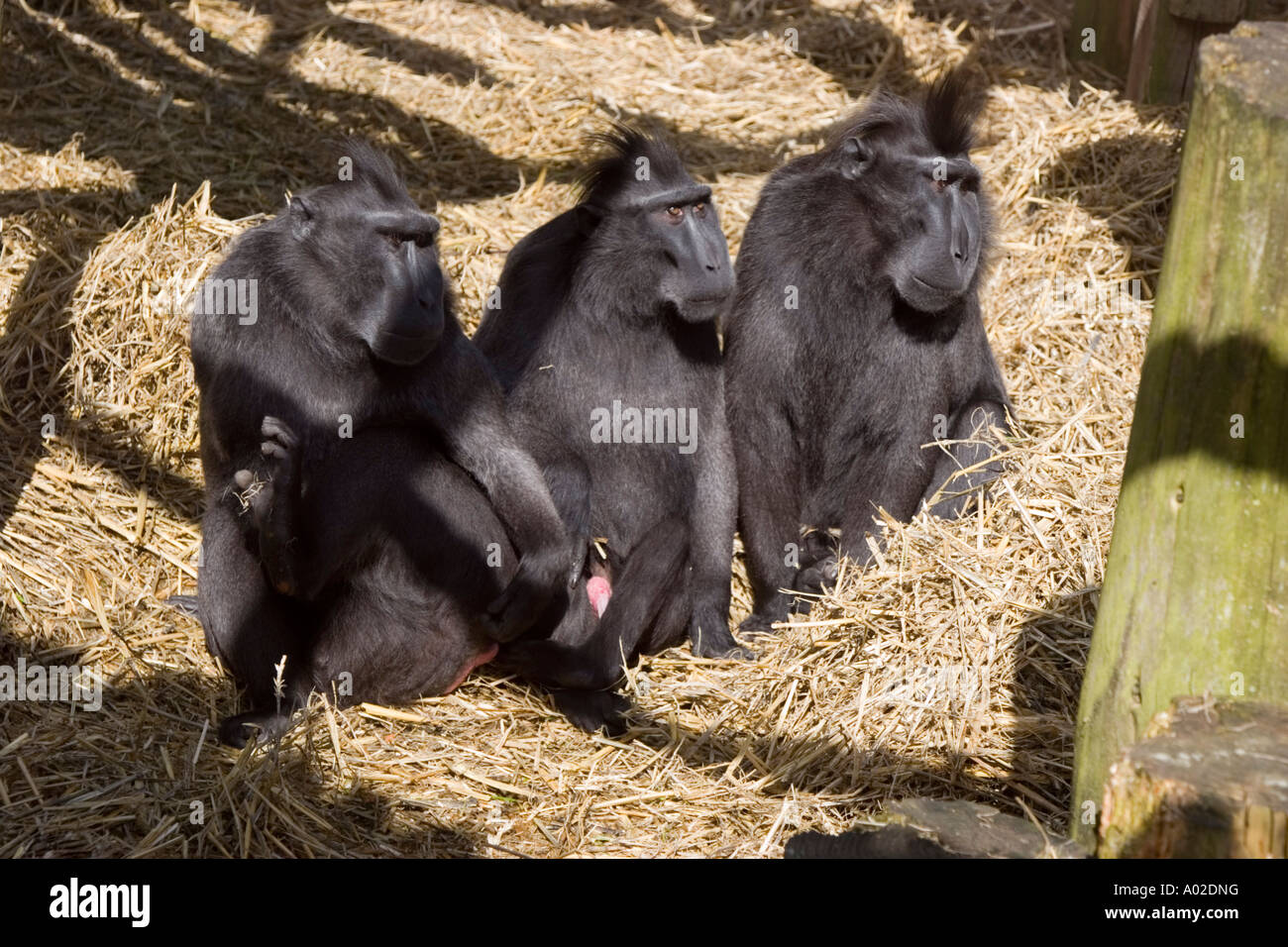 Sulawesi macaques Stock Photo