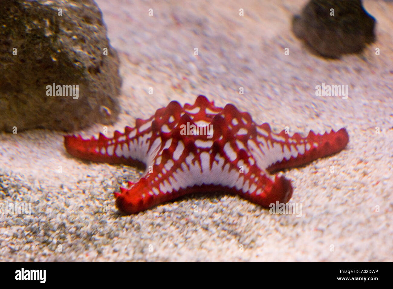Red knobbed starfish in an aquarium Stock Photo