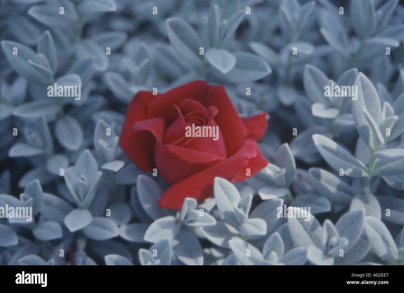 red rose Stock Photo