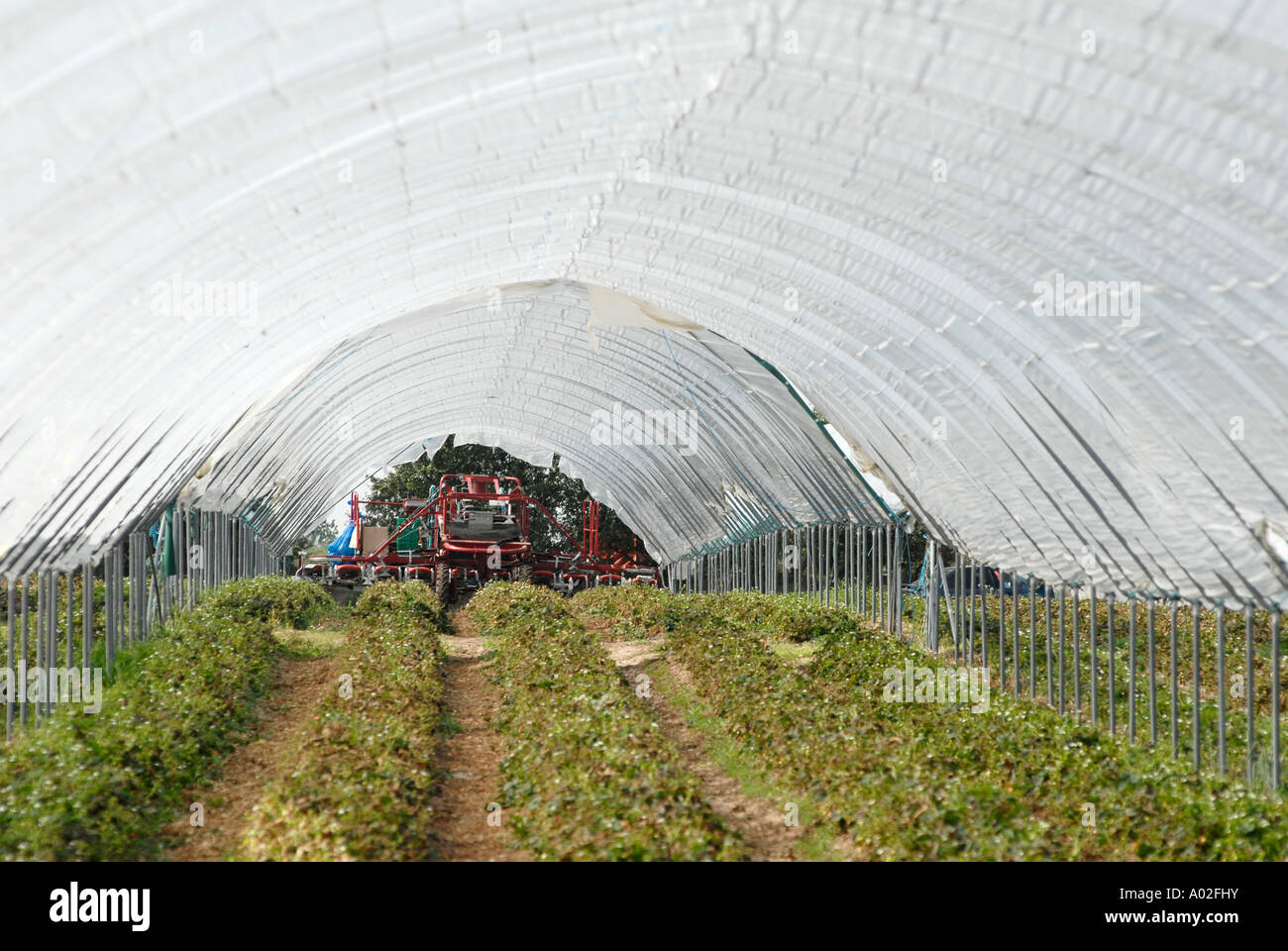 Growing strawberries in polytunnels on a farm in the uk Stock Photo Alamy