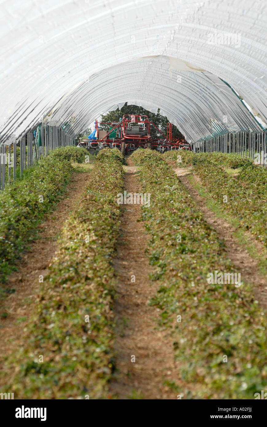 Strawberry polytunnel polytunnels strawberries hires stock photography