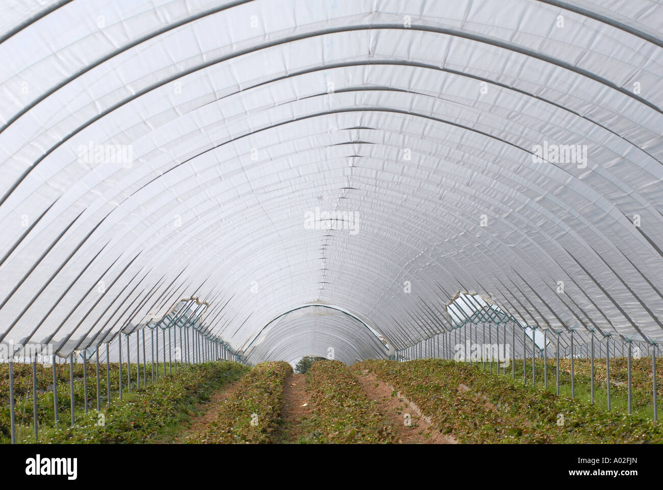Growing strawberries in polytunnels in the uk Stock Photo Alamy