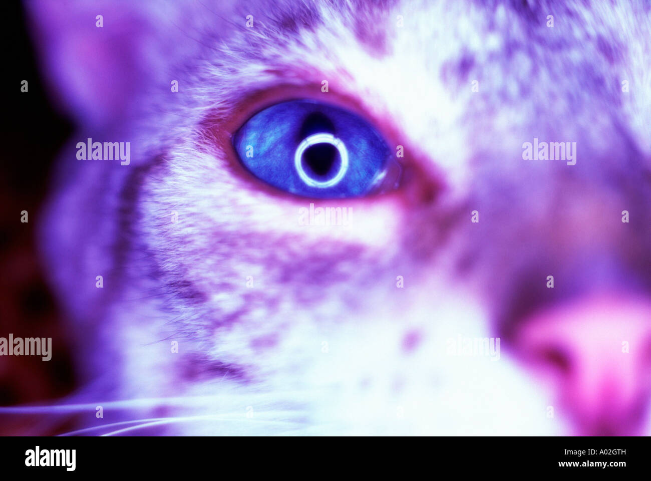 Domestic cat looking at camera Stock Photo - Alamy