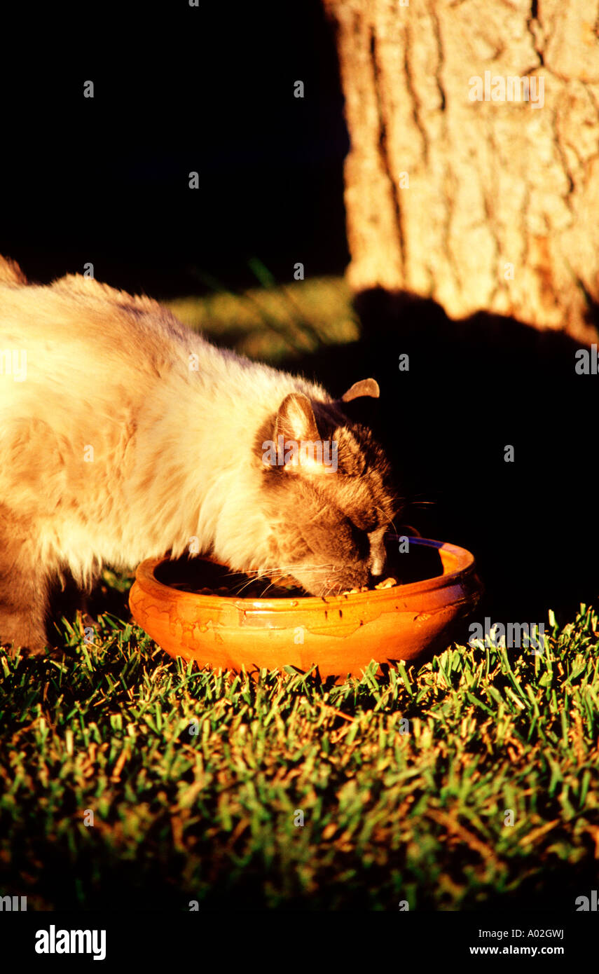 Domestic cat eating up at garden Stock Photo