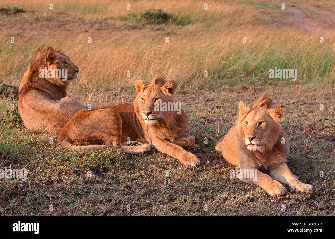 Three Male Lions Panthera Leo Kenya Masai Mara Africa Stock Photo - Alamy