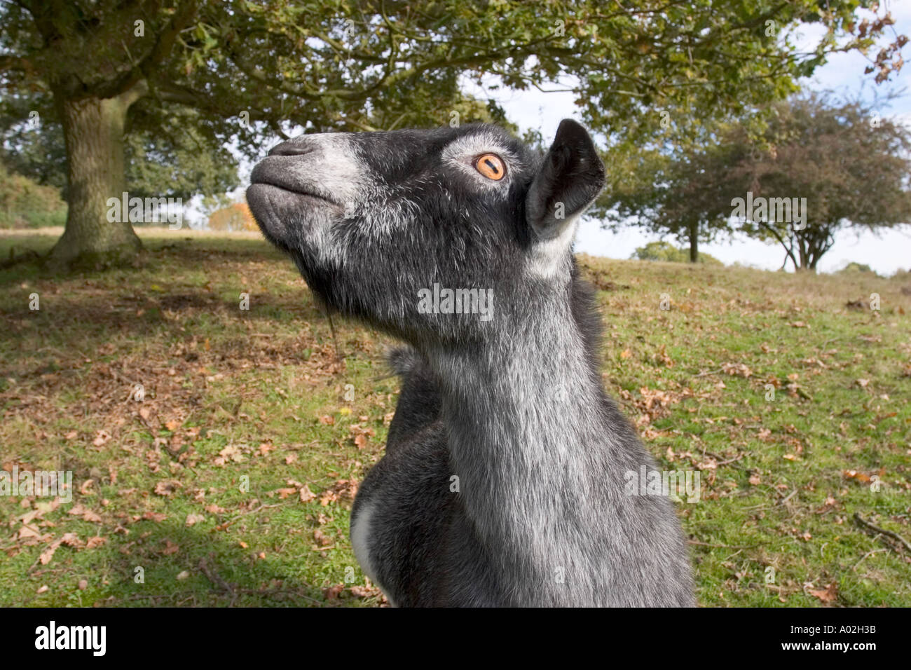 Goat animal farm hi-res stock photography and images - Alamy