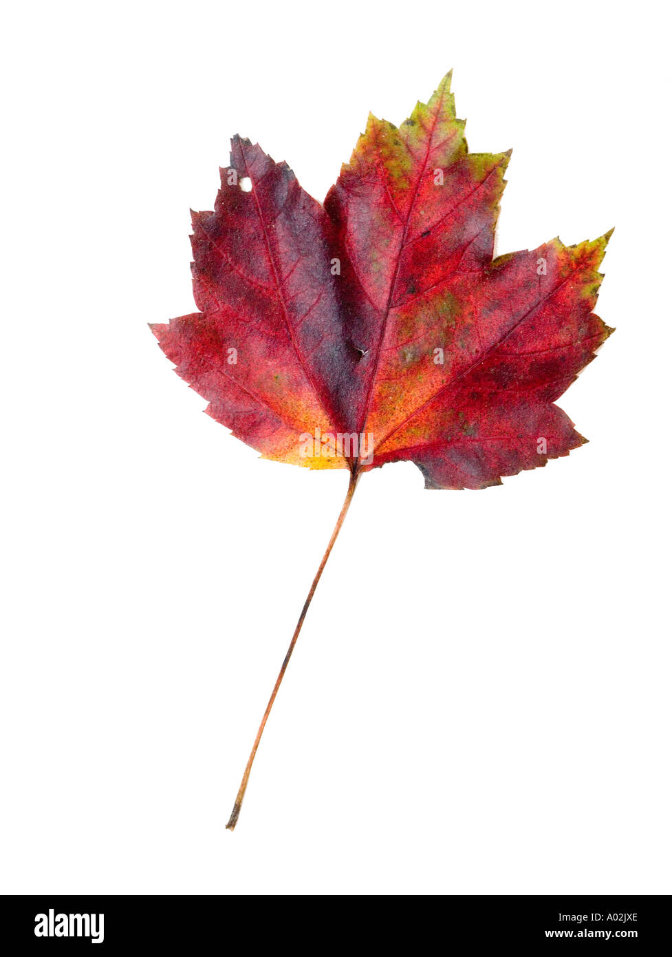Autumn leaf isolated on white background Stock Photo - Alamy