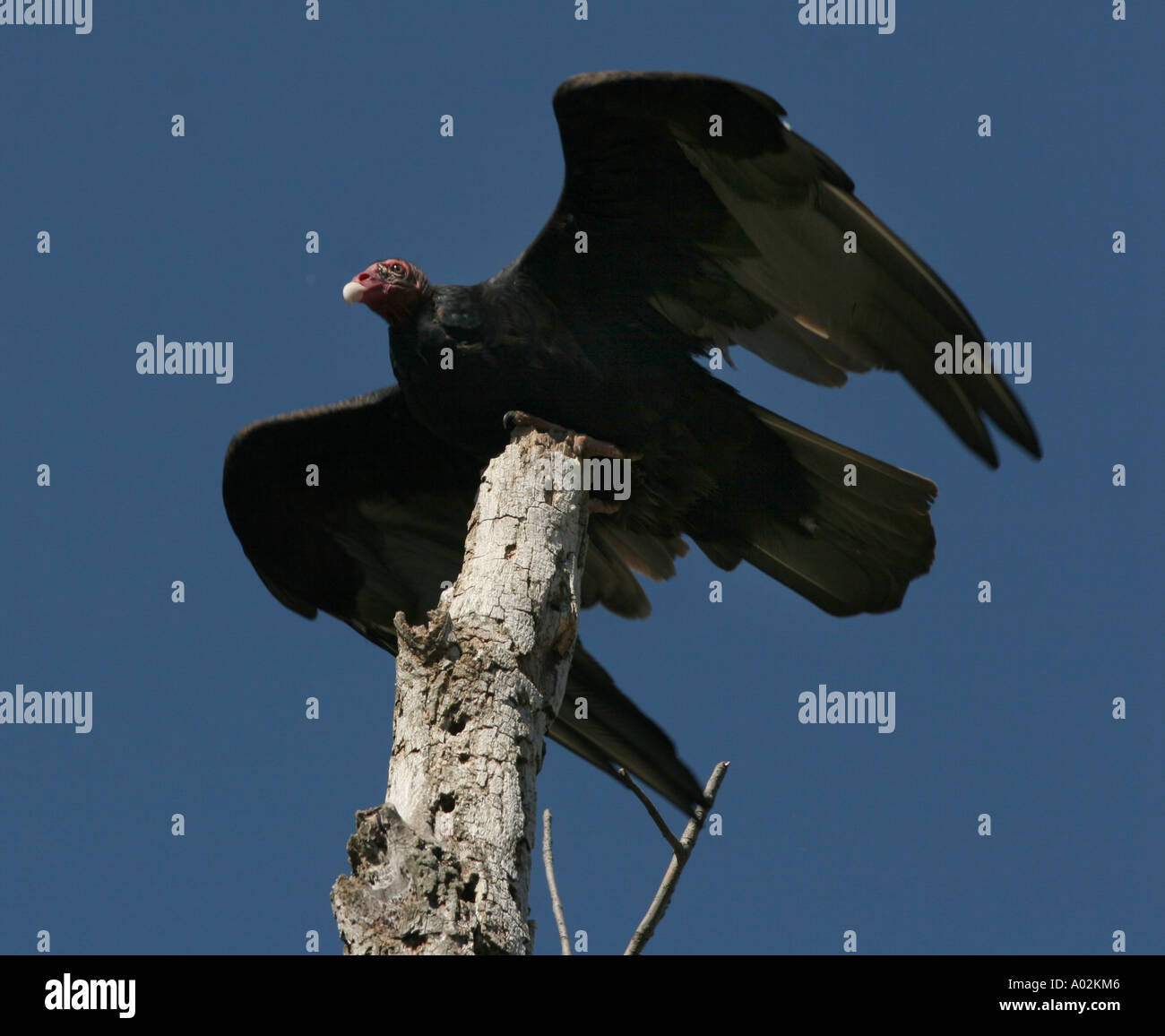 turkey vulture wings fly perch ohio scavanger bird Stock Photo