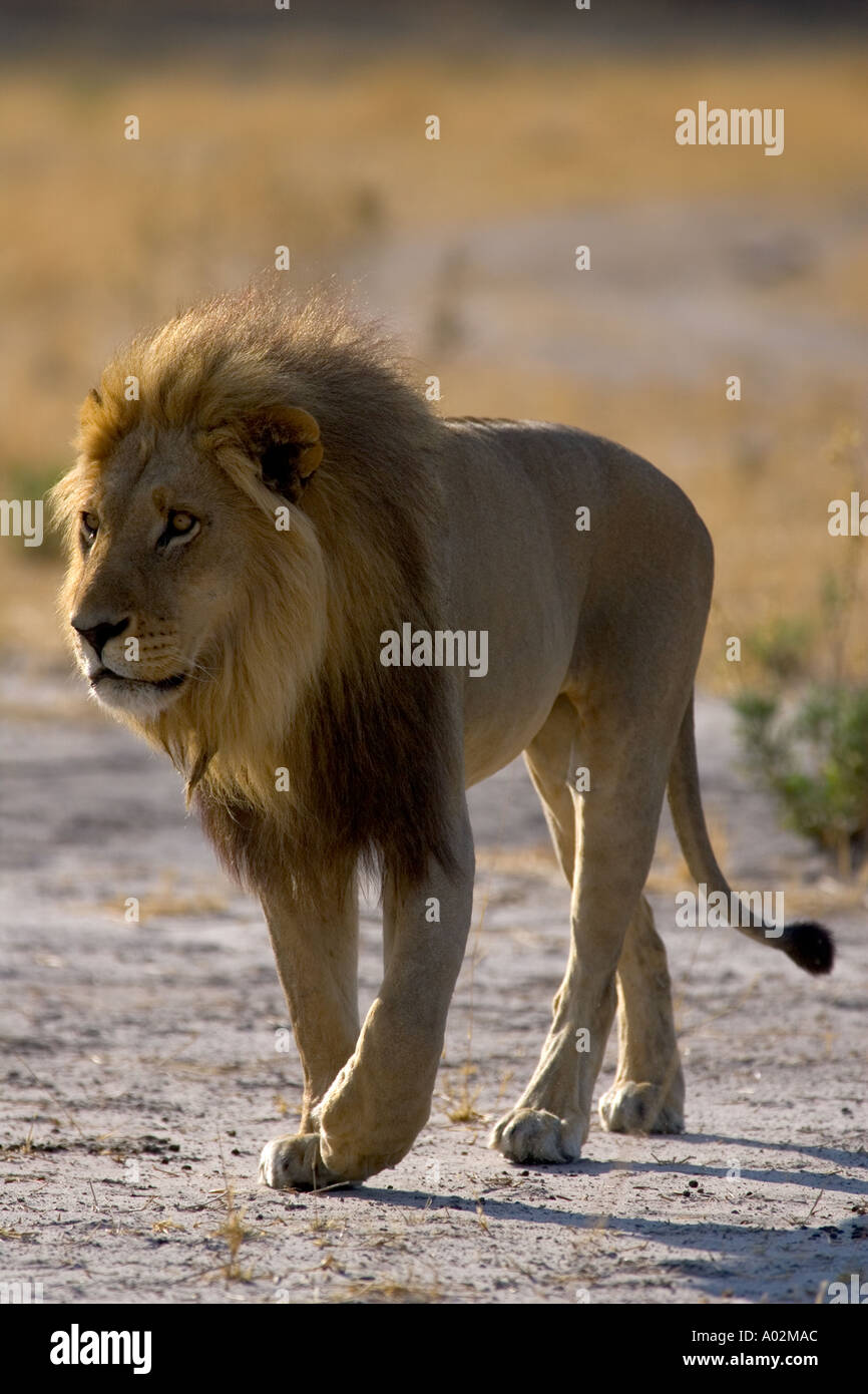 Lion walking Panthera leo Moremi Reserve Botswana Africa Stock Photo ...